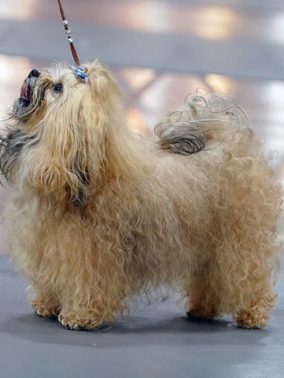 Akc miscellaneous best sale breeds